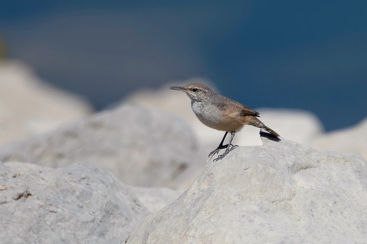 Rock Wren - ML623542787