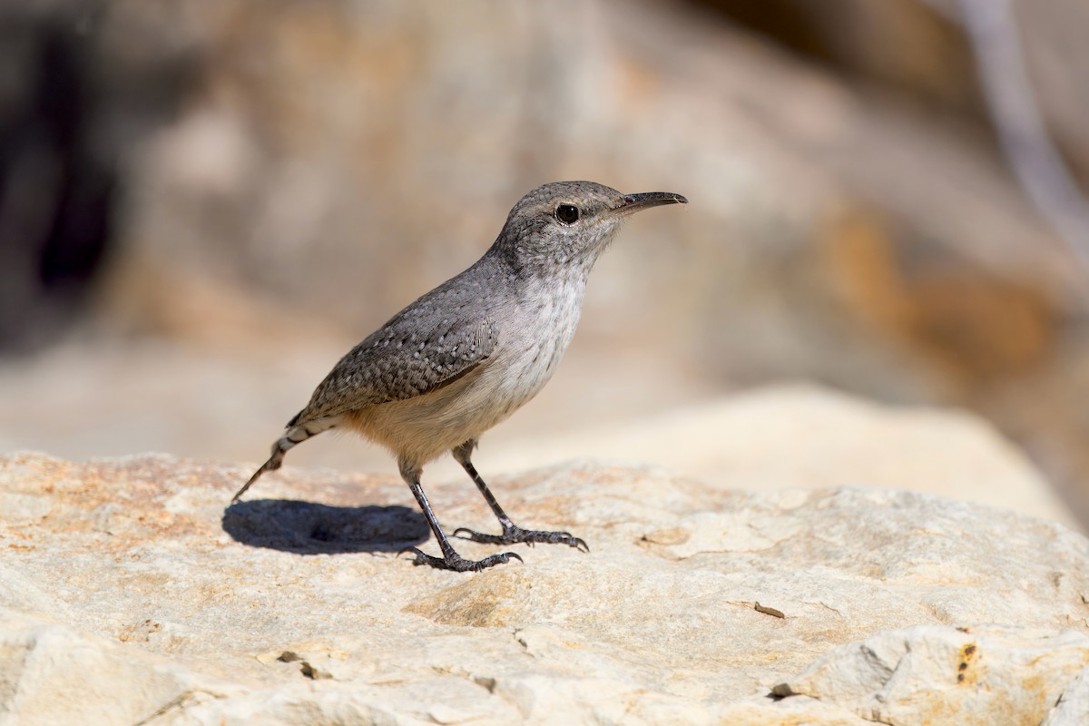 Rock Wren - ML623542788