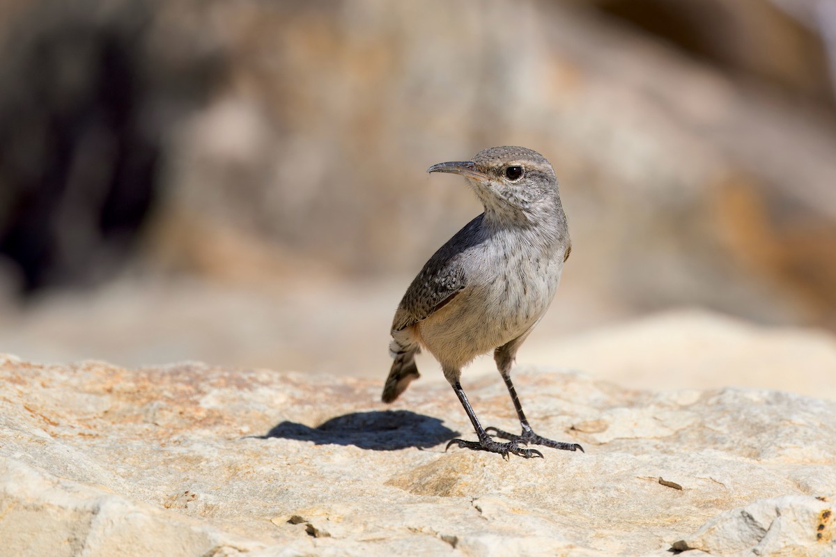 Rock Wren - ML623542789