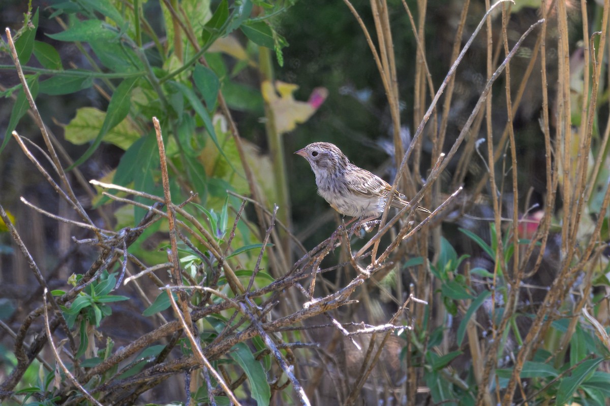 Brewer's Sparrow - ML623542795