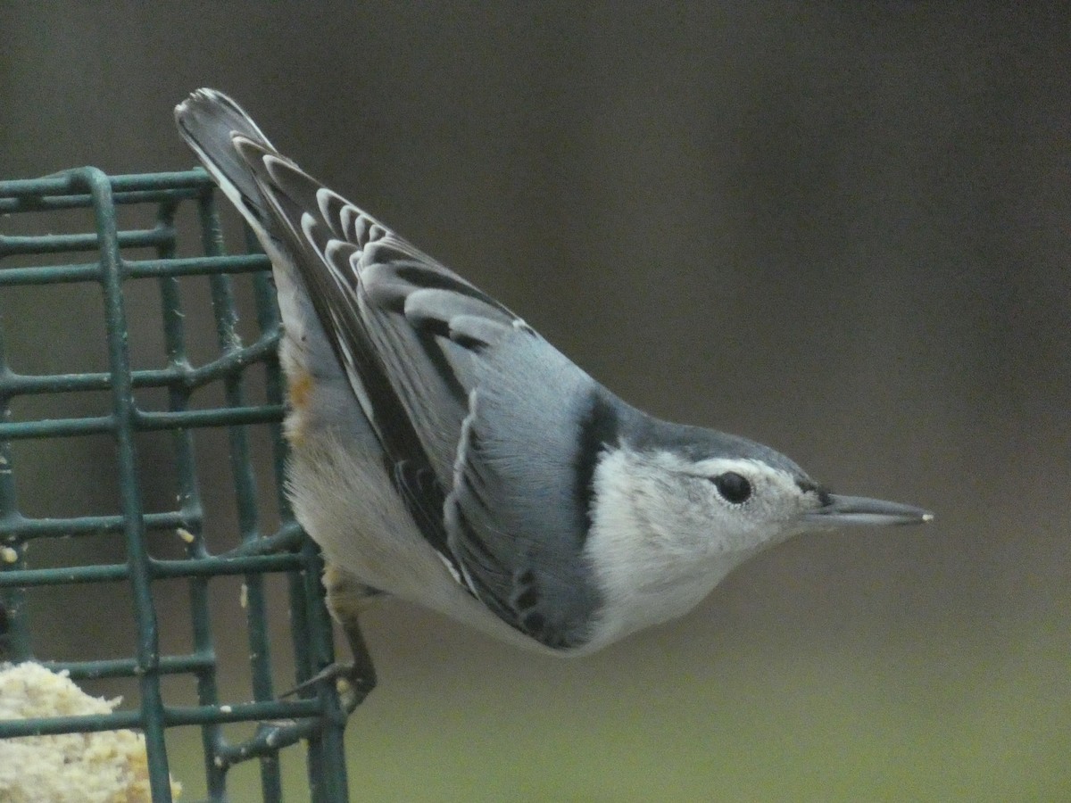 White-breasted Nuthatch - ML623542796