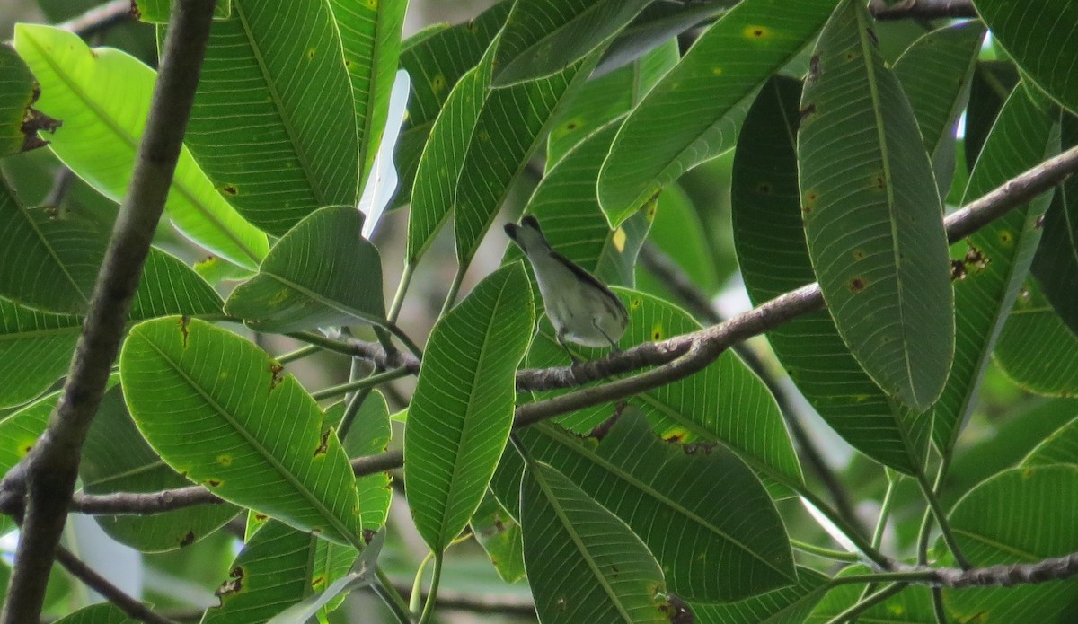 סבכון תכלכל - ML623542798