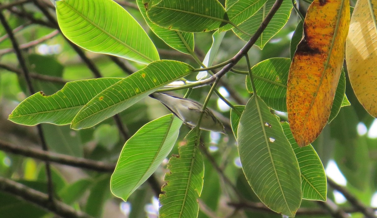 Cerulean Warbler - ML623542799