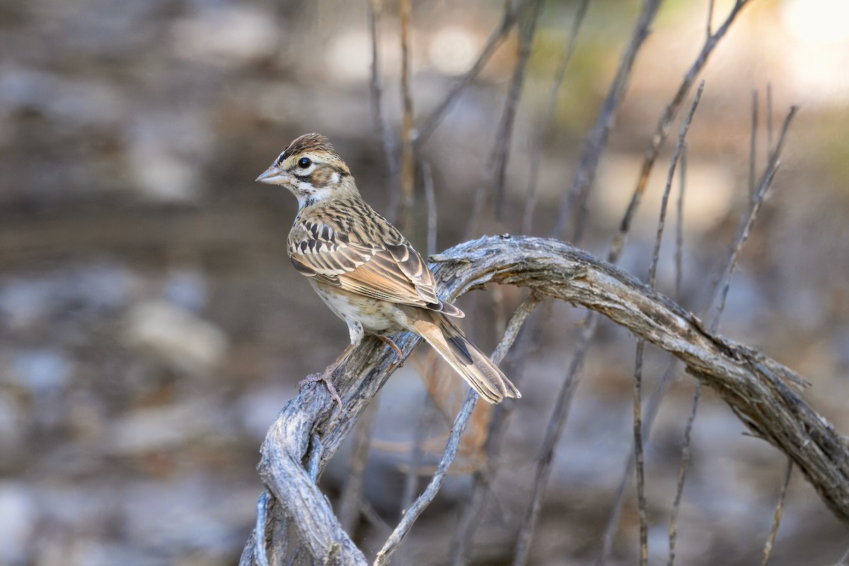 Lark Sparrow - ML623542805