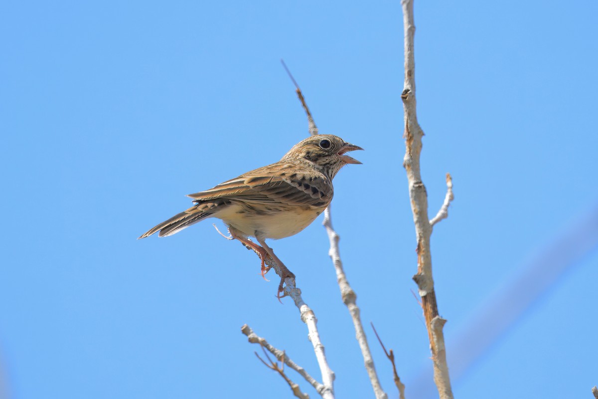 Vesper Sparrow - ML623542812