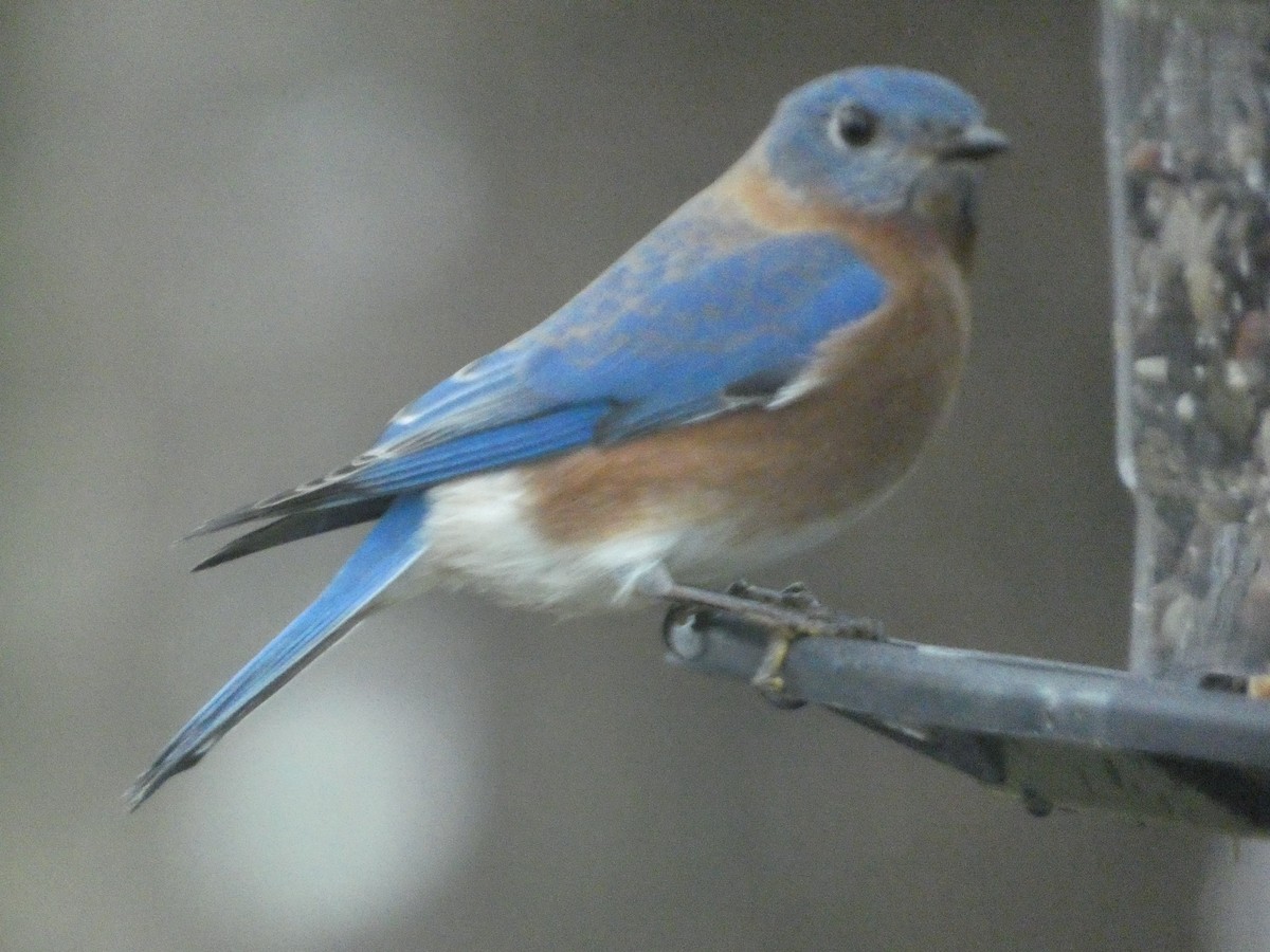 Eastern Bluebird - ML623542836