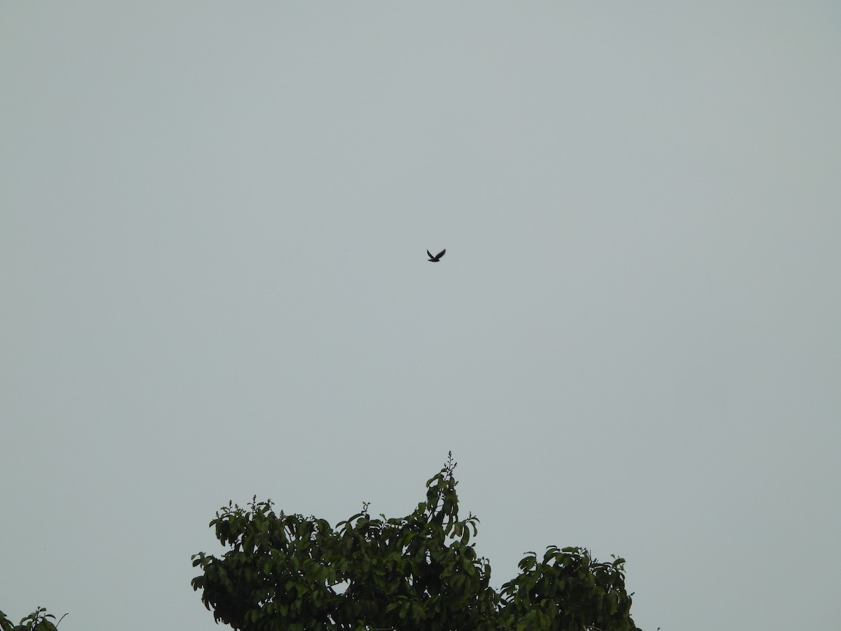 Short-tailed Swift - Juan Aguilar