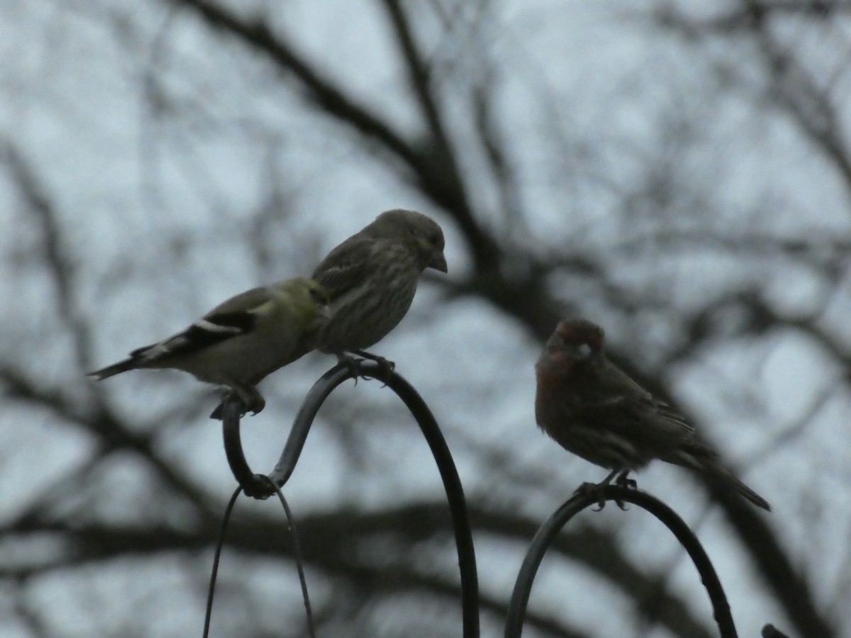 House Finch - ML623542851