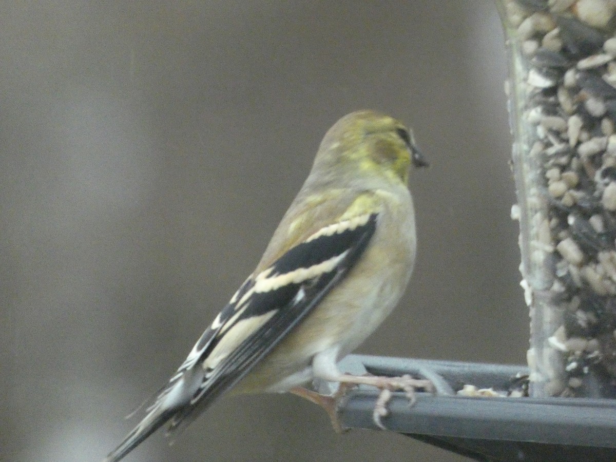 American Goldfinch - ML623542871