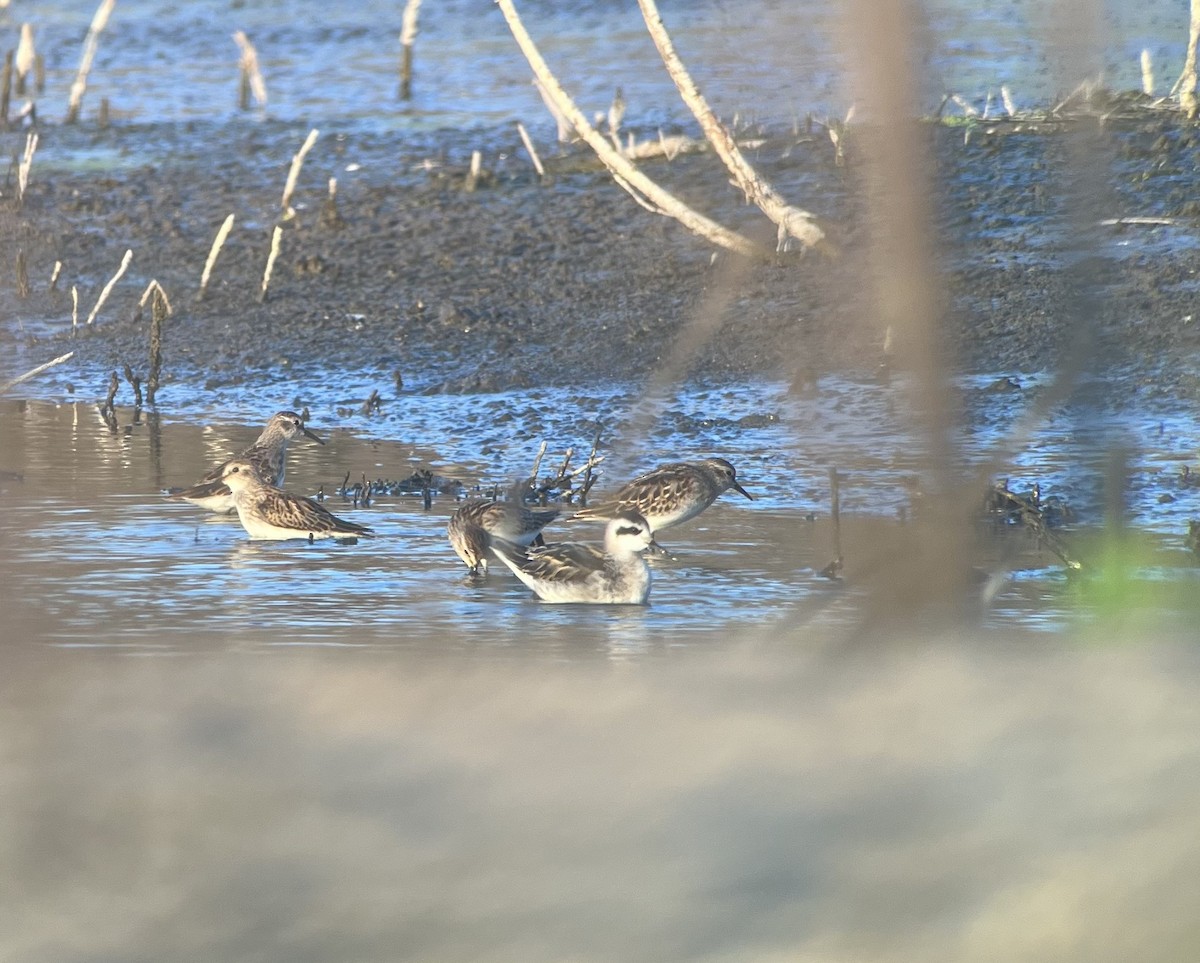 Red-necked Phalarope - ML623542882