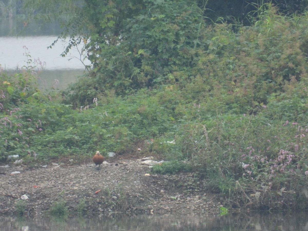 Ruddy Shelduck - ML623542895