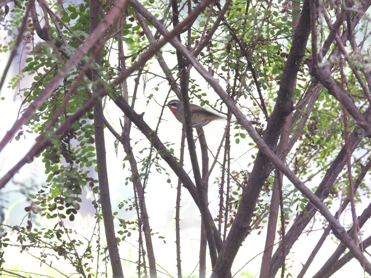 Siberian Rubythroat - ML623542909