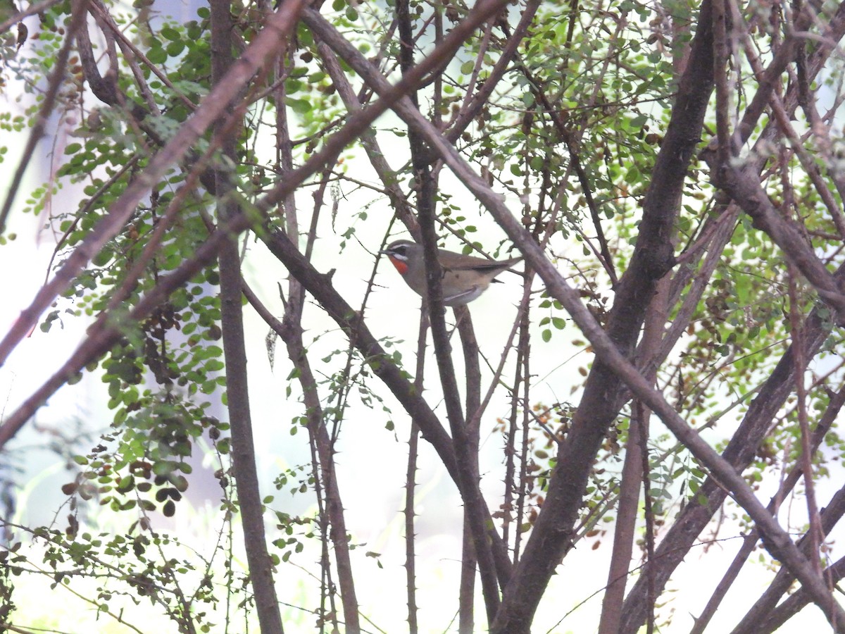 Siberian Rubythroat - ML623542910