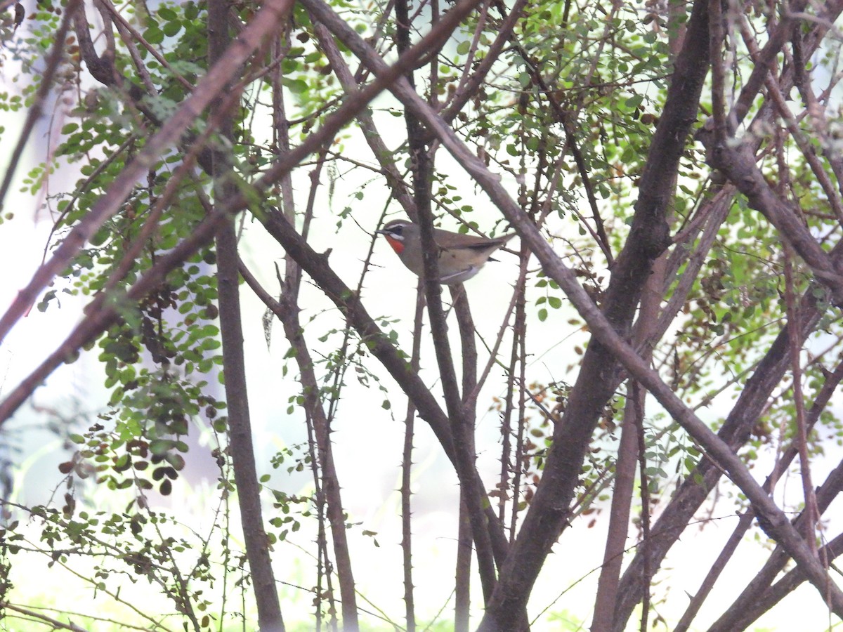 Siberian Rubythroat - ML623542913