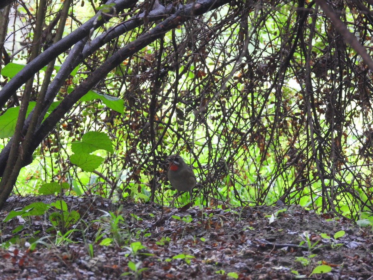 Siberian Rubythroat - ML623542914