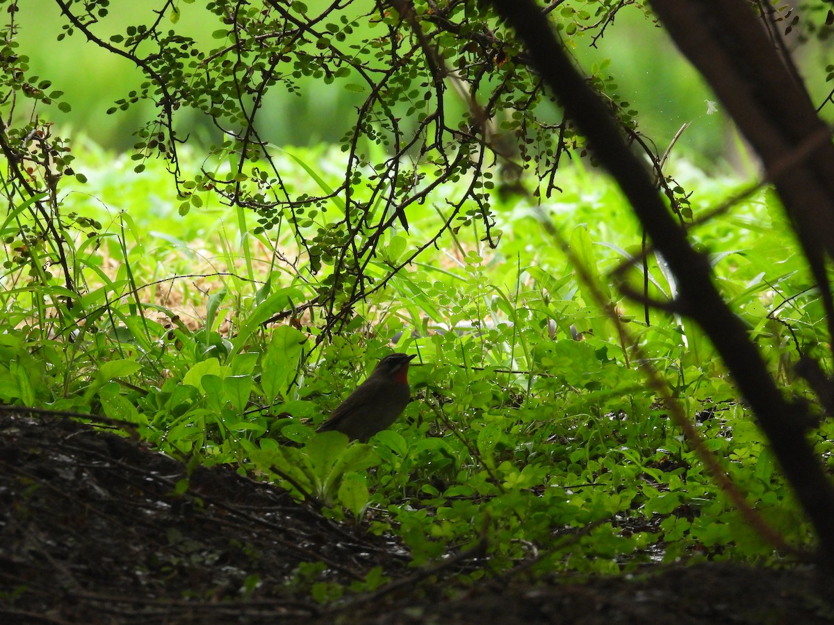 Siberian Rubythroat - ML623542915