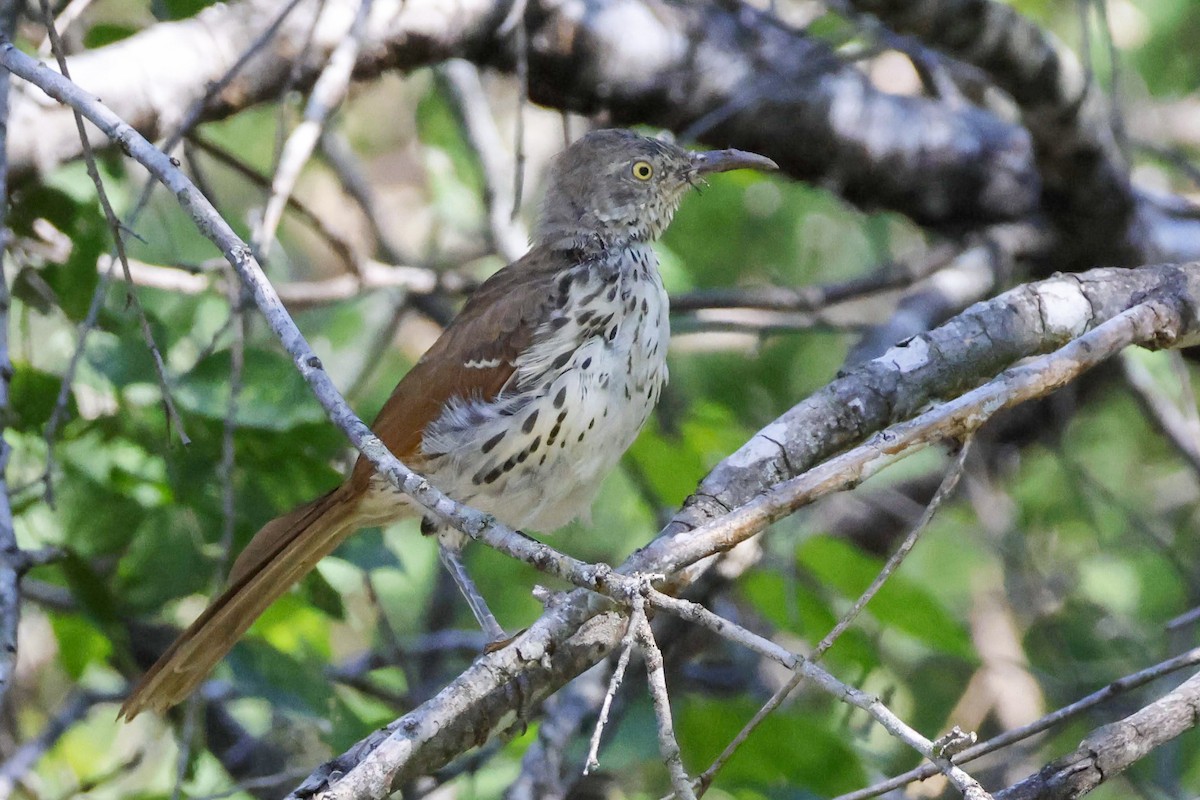 Long-billed Thrasher - ML623542922