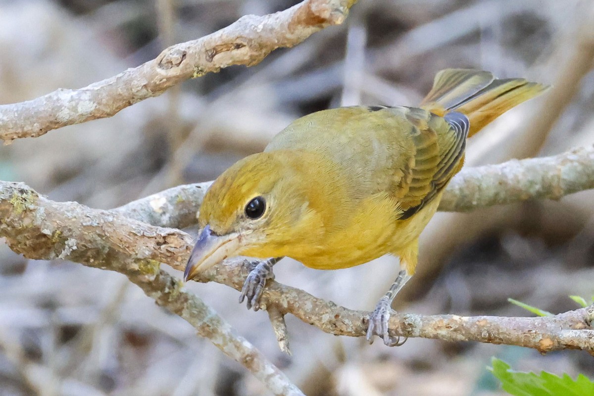 Summer Tanager - ML623542935