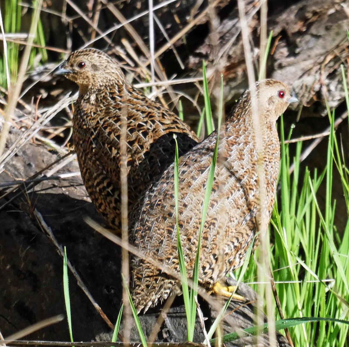 Brown Quail - Don Roberts