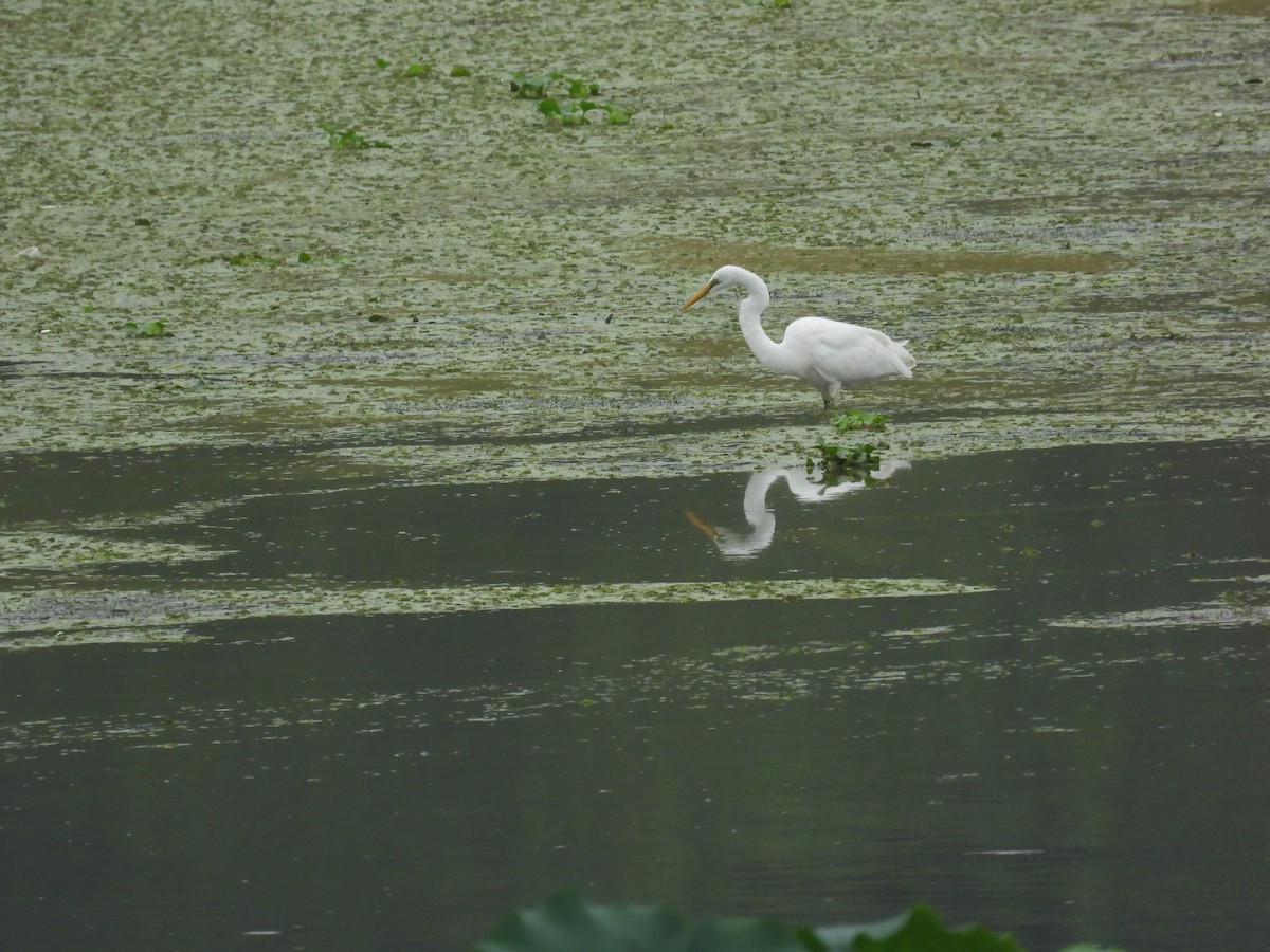 Great Egret - ML623542966