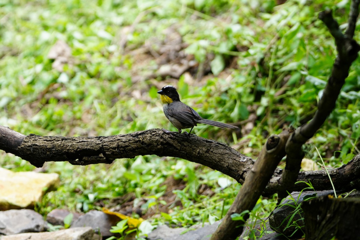 White-naped Brushfinch - ML623542972