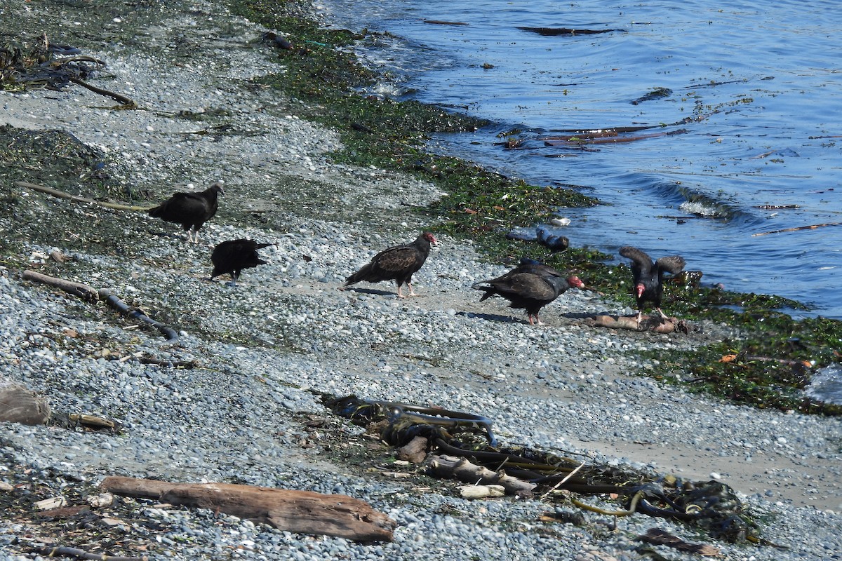 Turkey Vulture - ML623542973