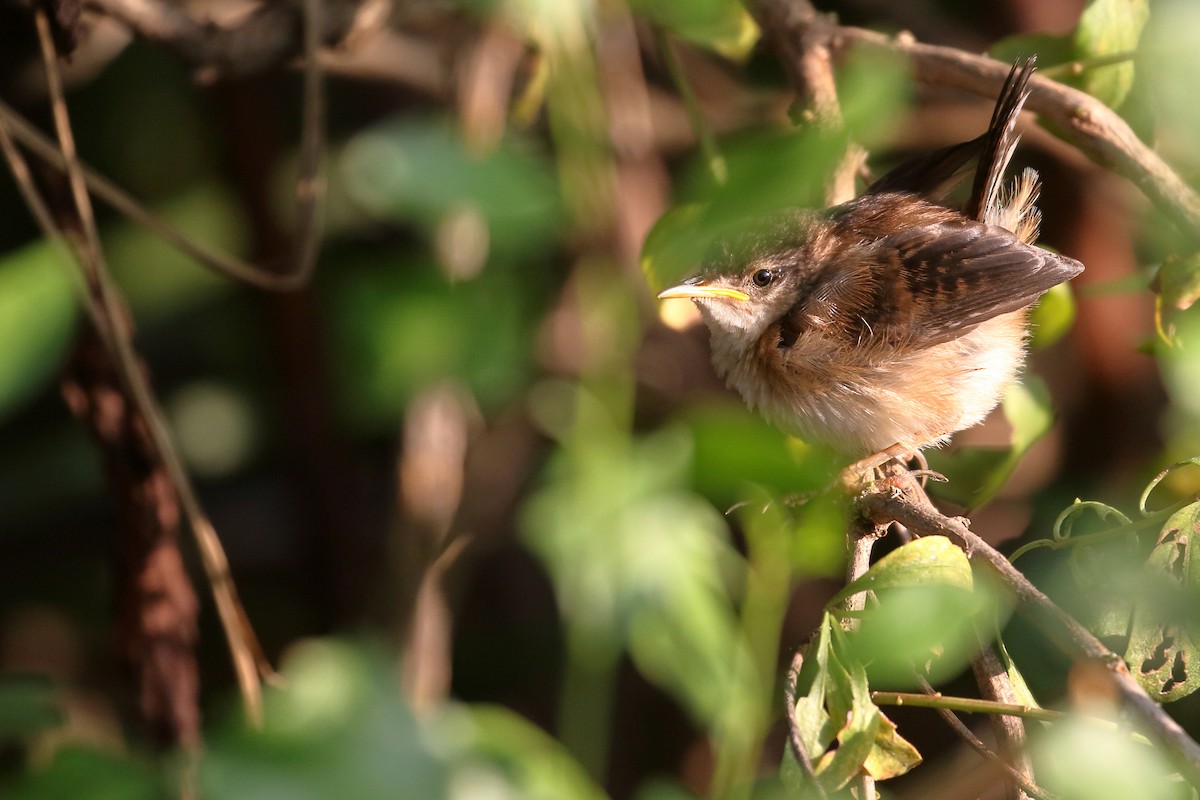 House Wren - ML623542978