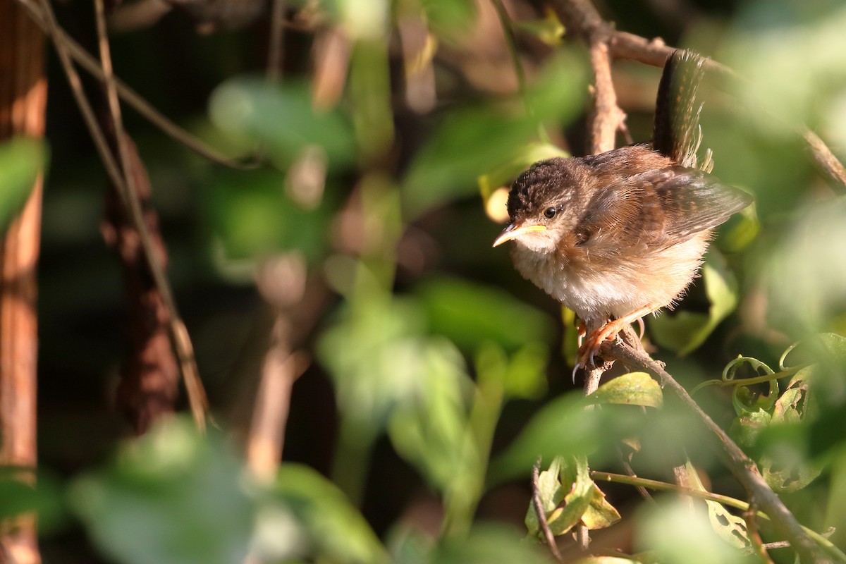 House Wren - ML623542979