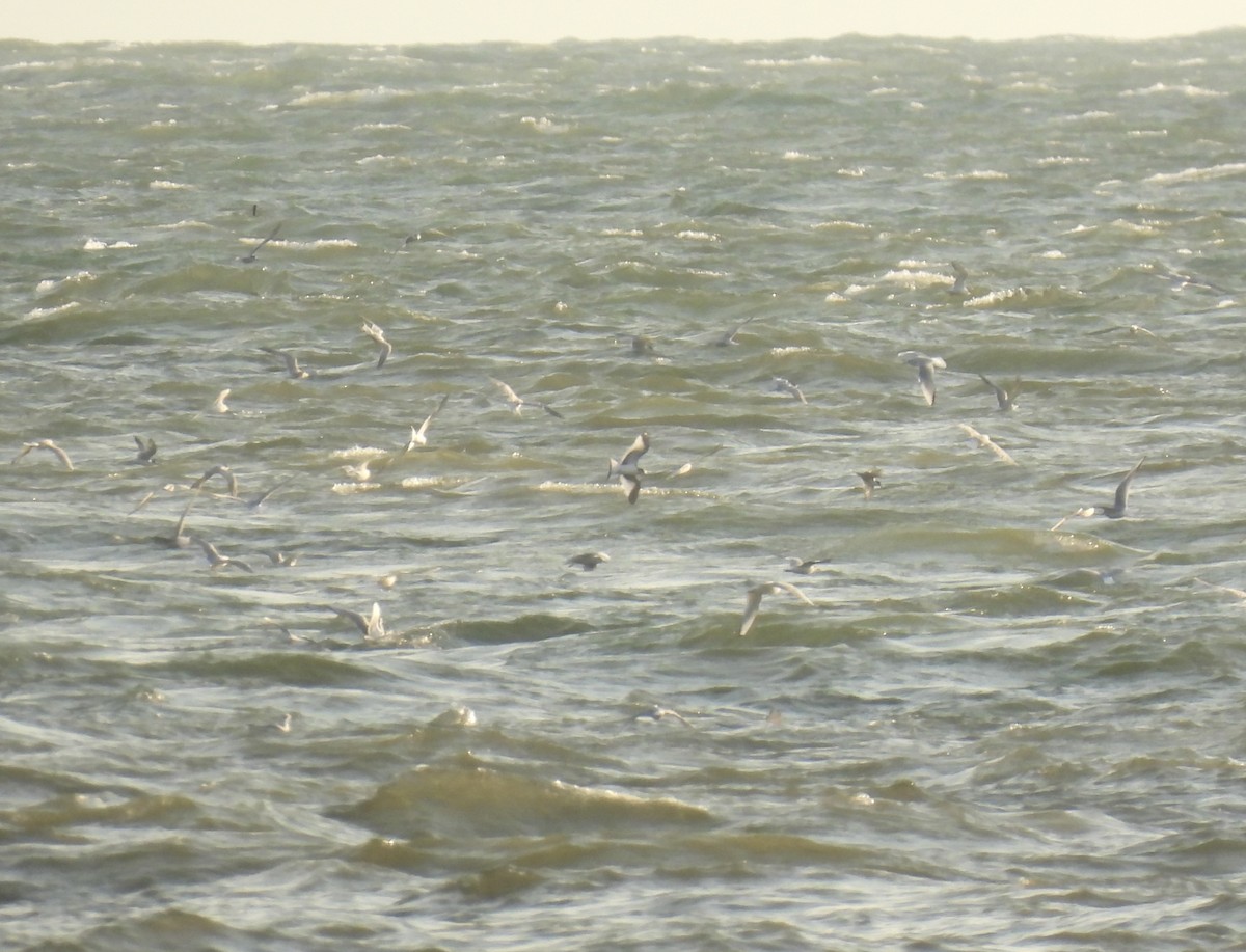 Sabine's Gull - ML623542980