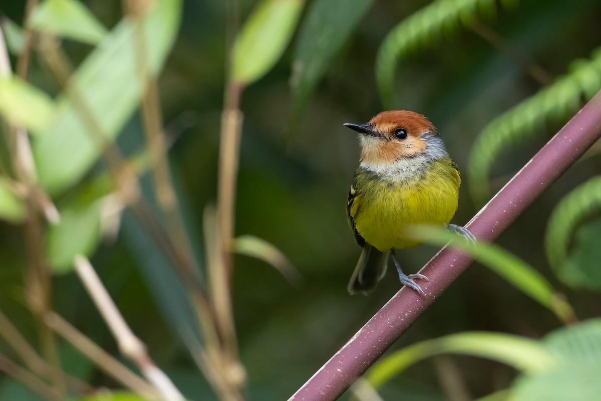 Rufous-crowned Tody-Flycatcher - ML623543000