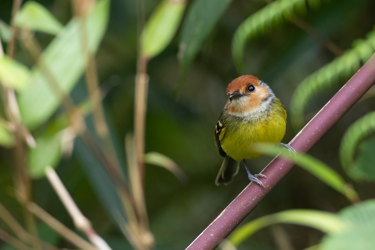 Rufous-crowned Tody-Flycatcher - ML623543002