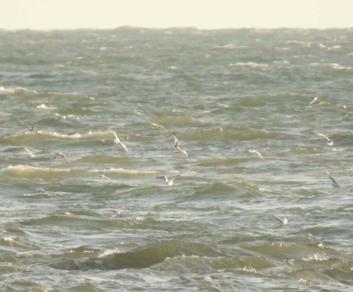 Sabine's Gull - ML623543008