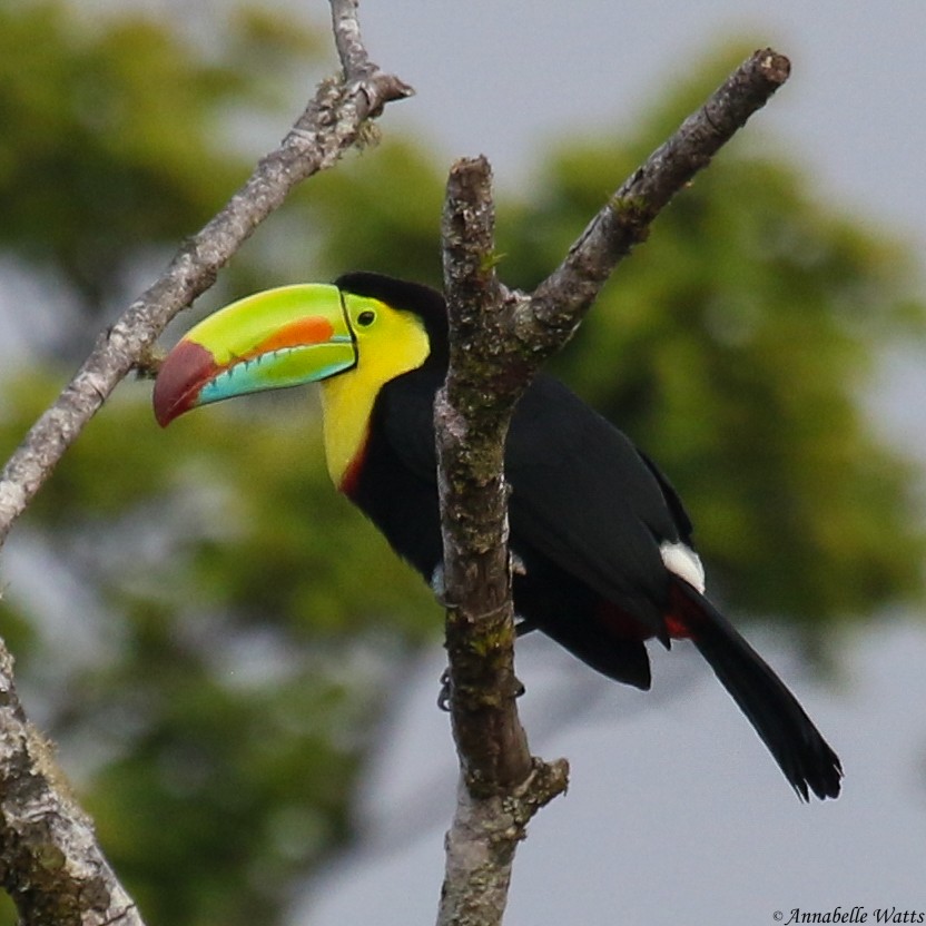 Keel-billed Toucan - ML623543010