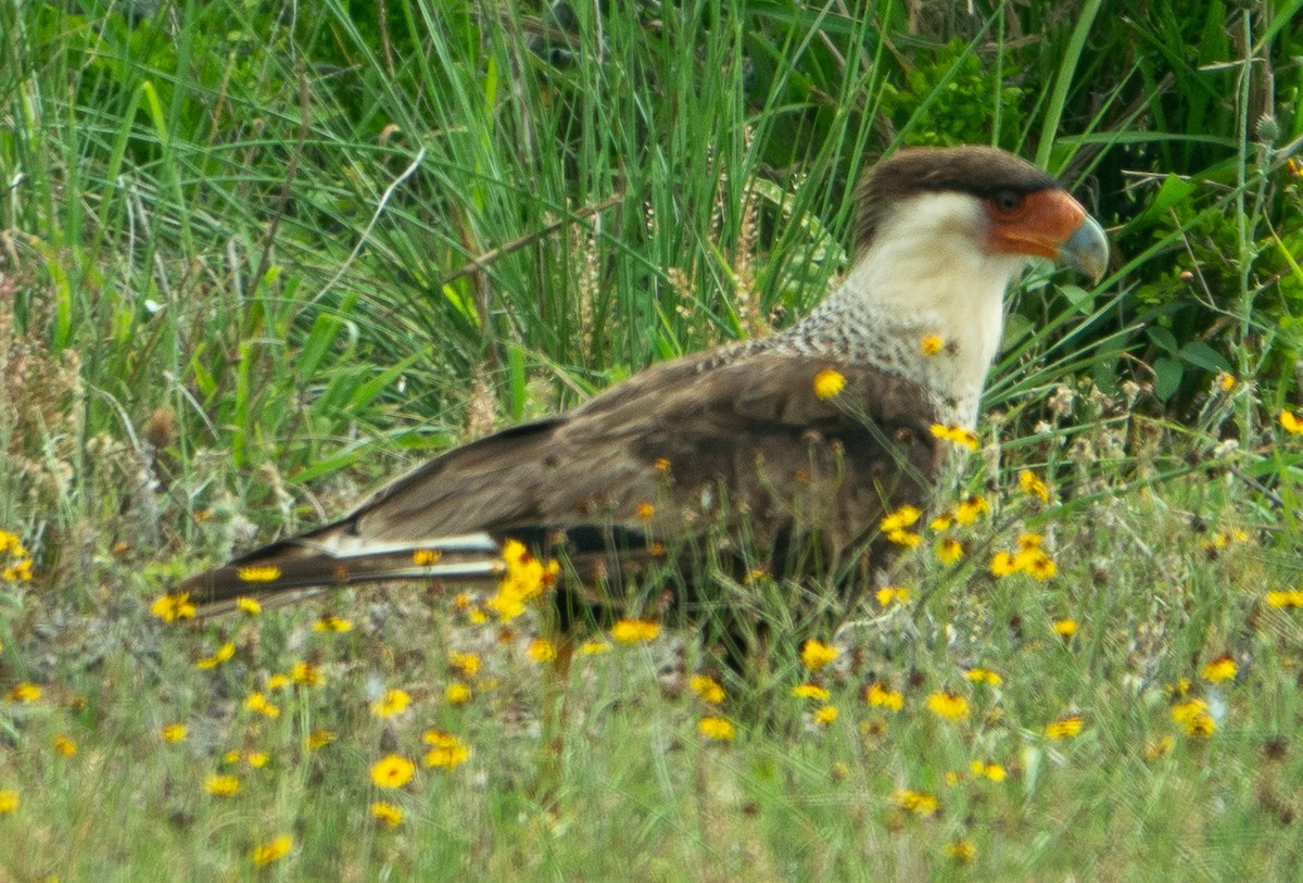 Crested Caracara - ML623543015