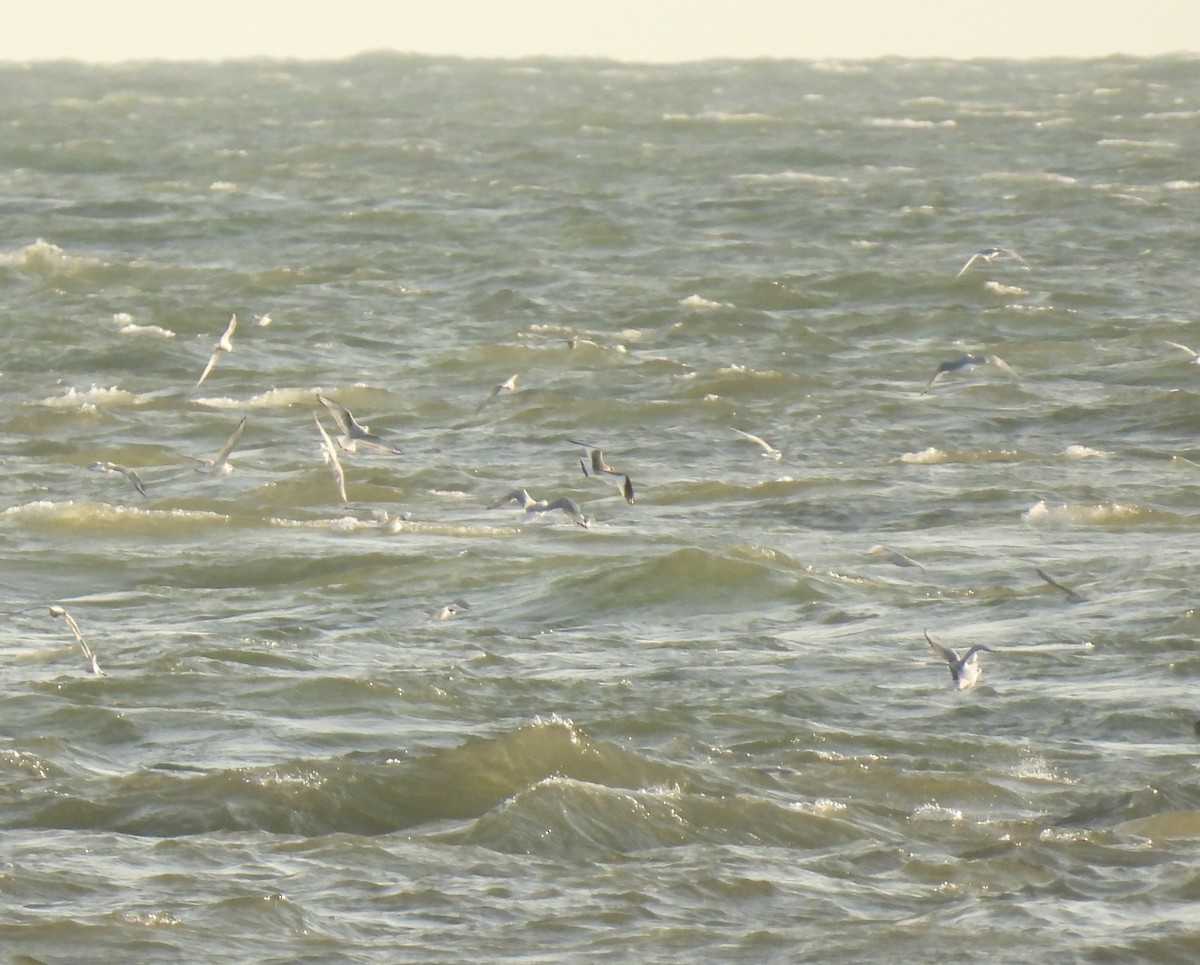 Sabine's Gull - ML623543017