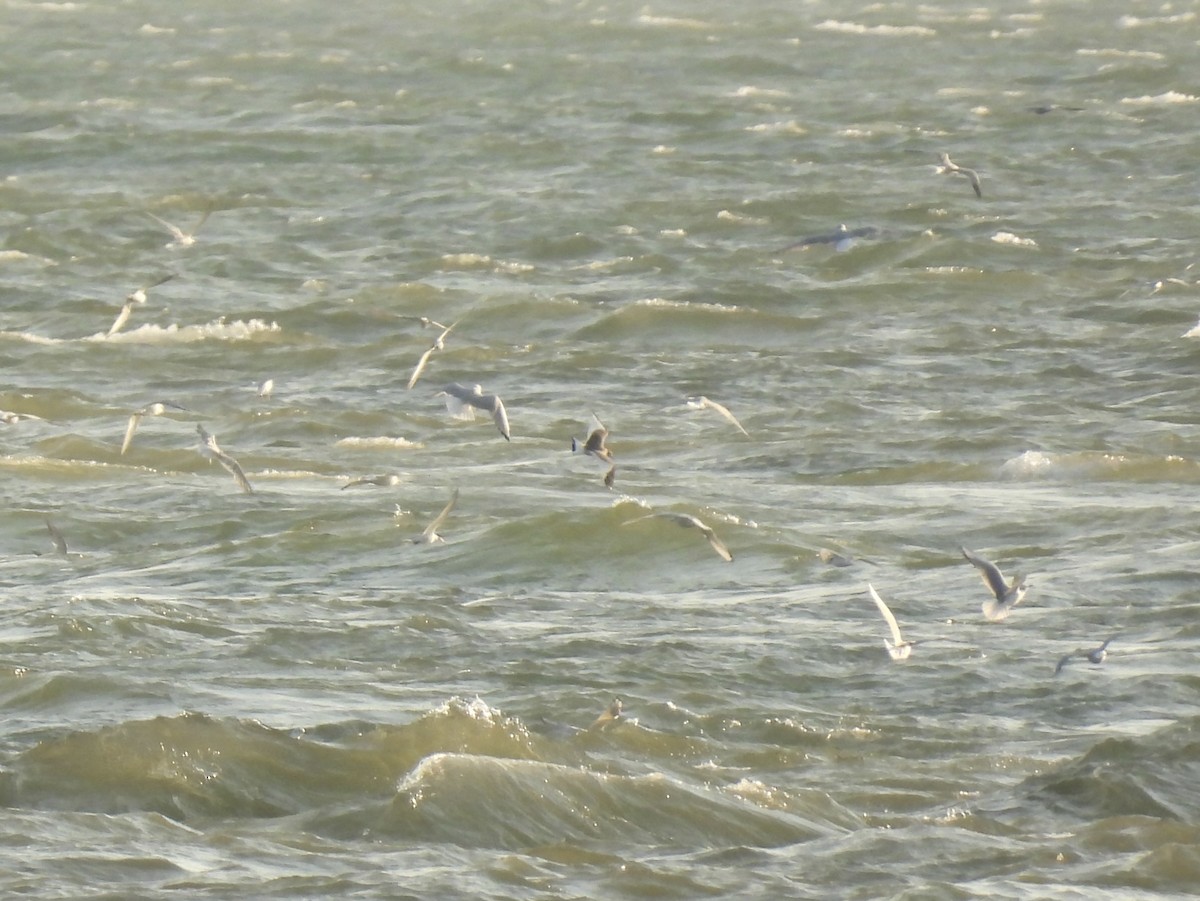 Sabine's Gull - ML623543026