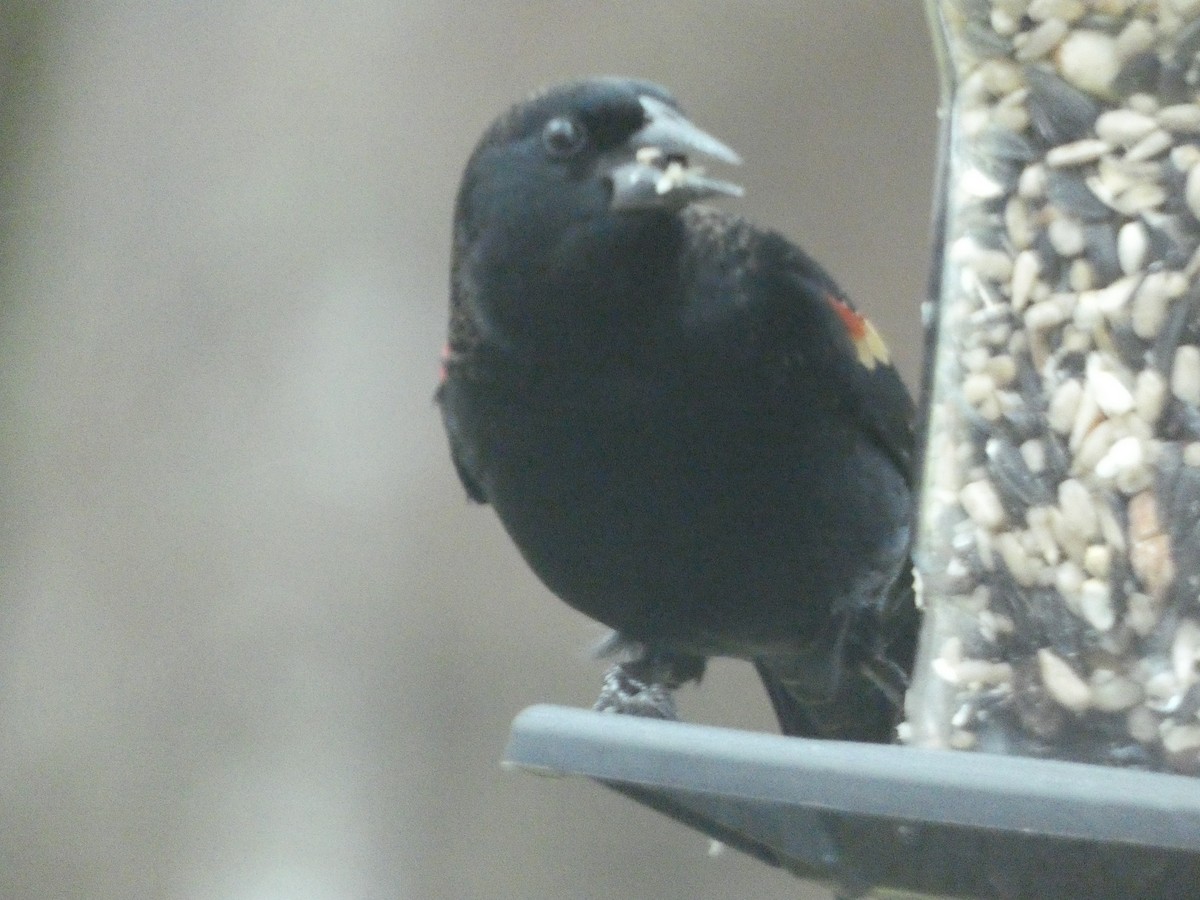 Red-winged Blackbird - ML623543067