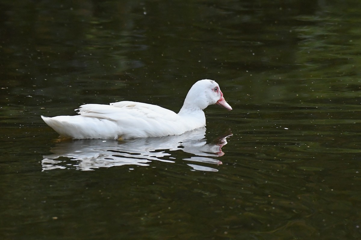 Pato Criollo (doméstico) - ML623543092