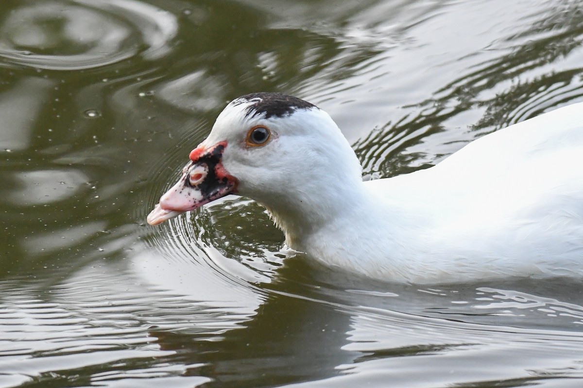 Pato Criollo (doméstico) - ML623543093