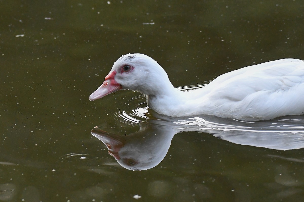 Pato Criollo (doméstico) - ML623543094