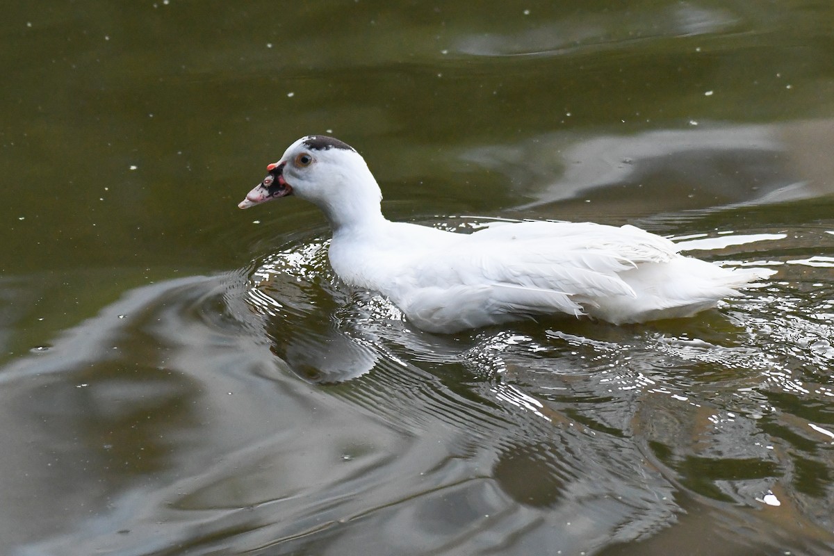 Pato Criollo (doméstico) - ML623543095