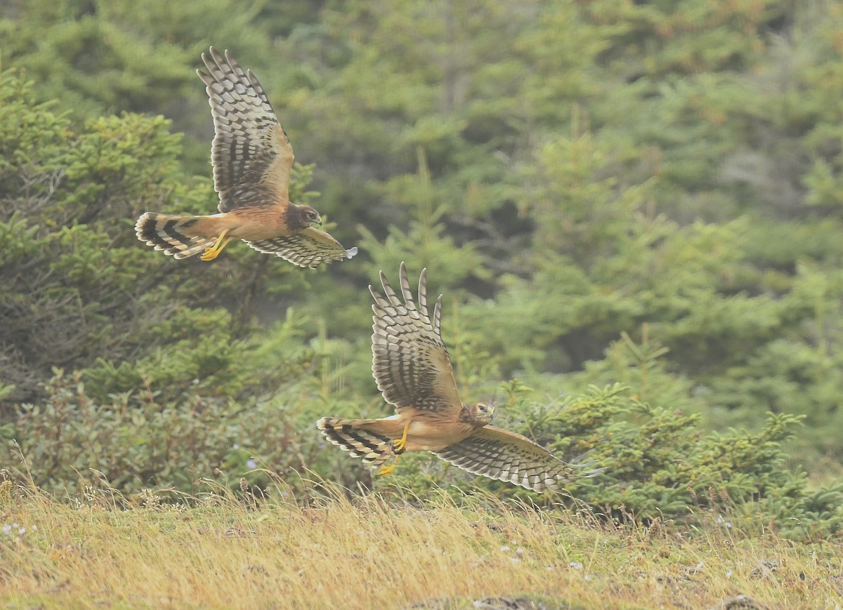 Northern Harrier - ML623543102