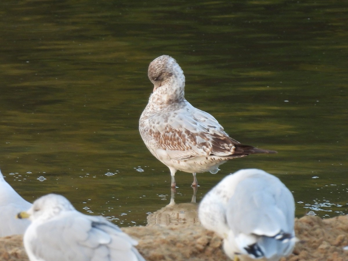 Ring-billed Gull - ML623543115