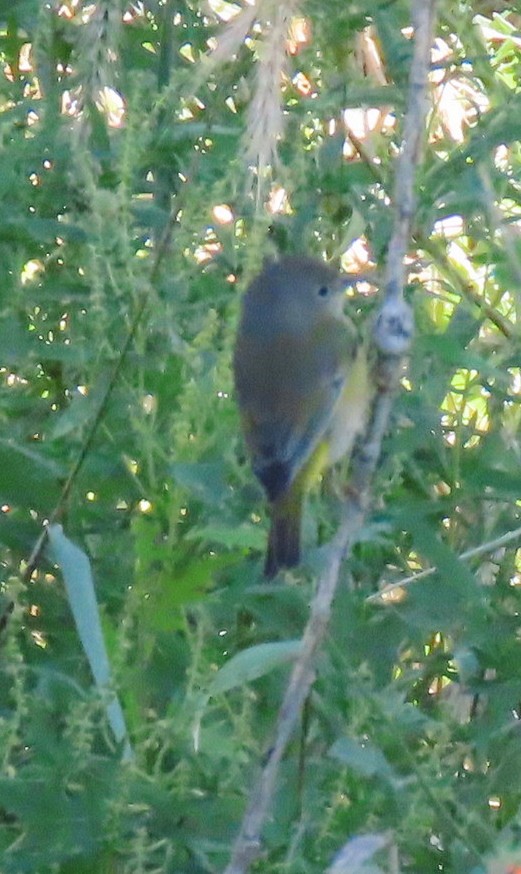 Virginia's Warbler - ML623543120