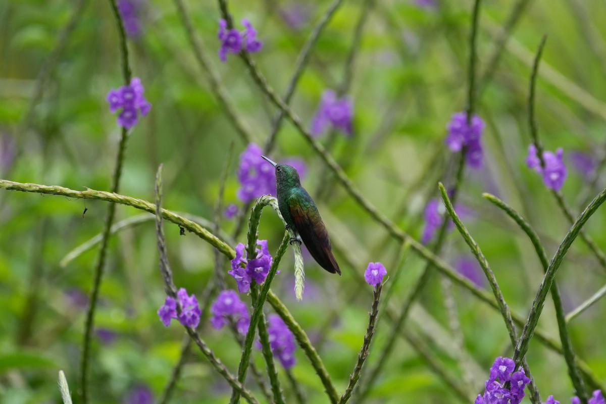 Berylline Hummingbird - ML623543129