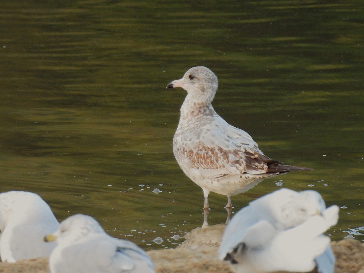 Ring-billed Gull - ML623543138