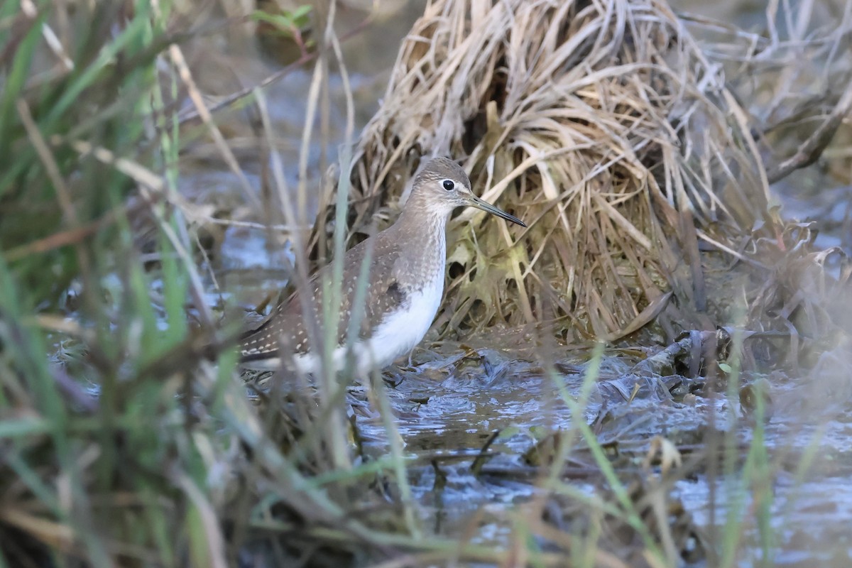 Solitary Sandpiper - ML623543188