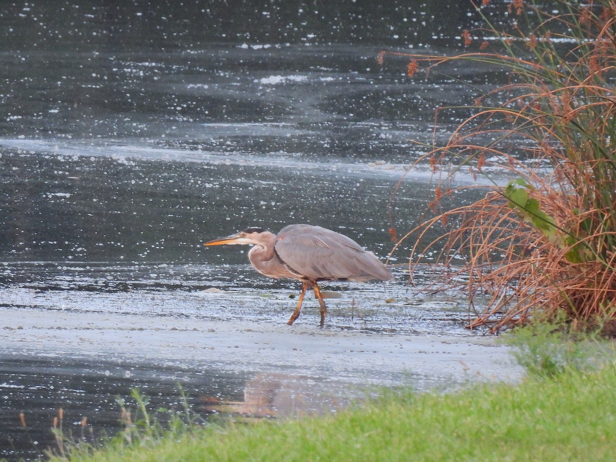 Great Blue Heron - ML623543205