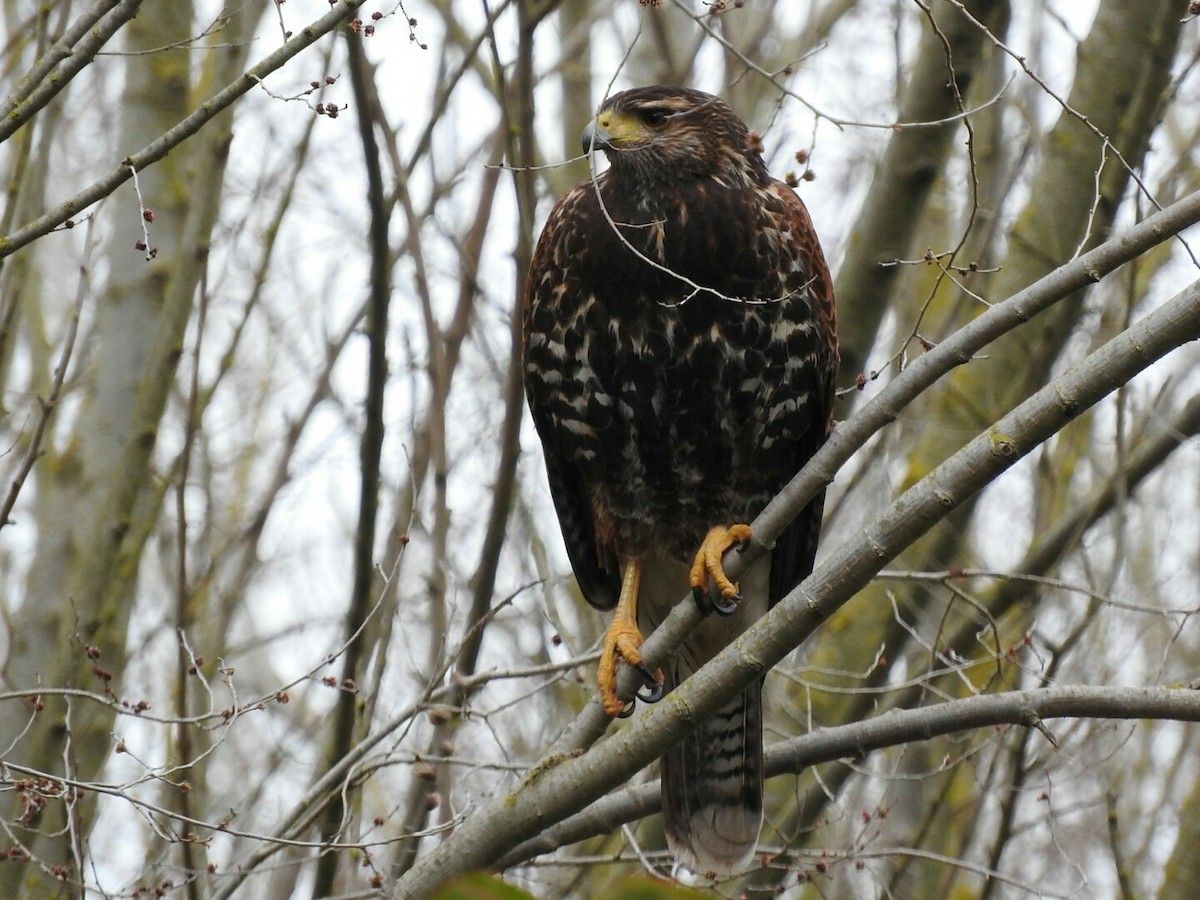 Harris's Hawk - ML623543278