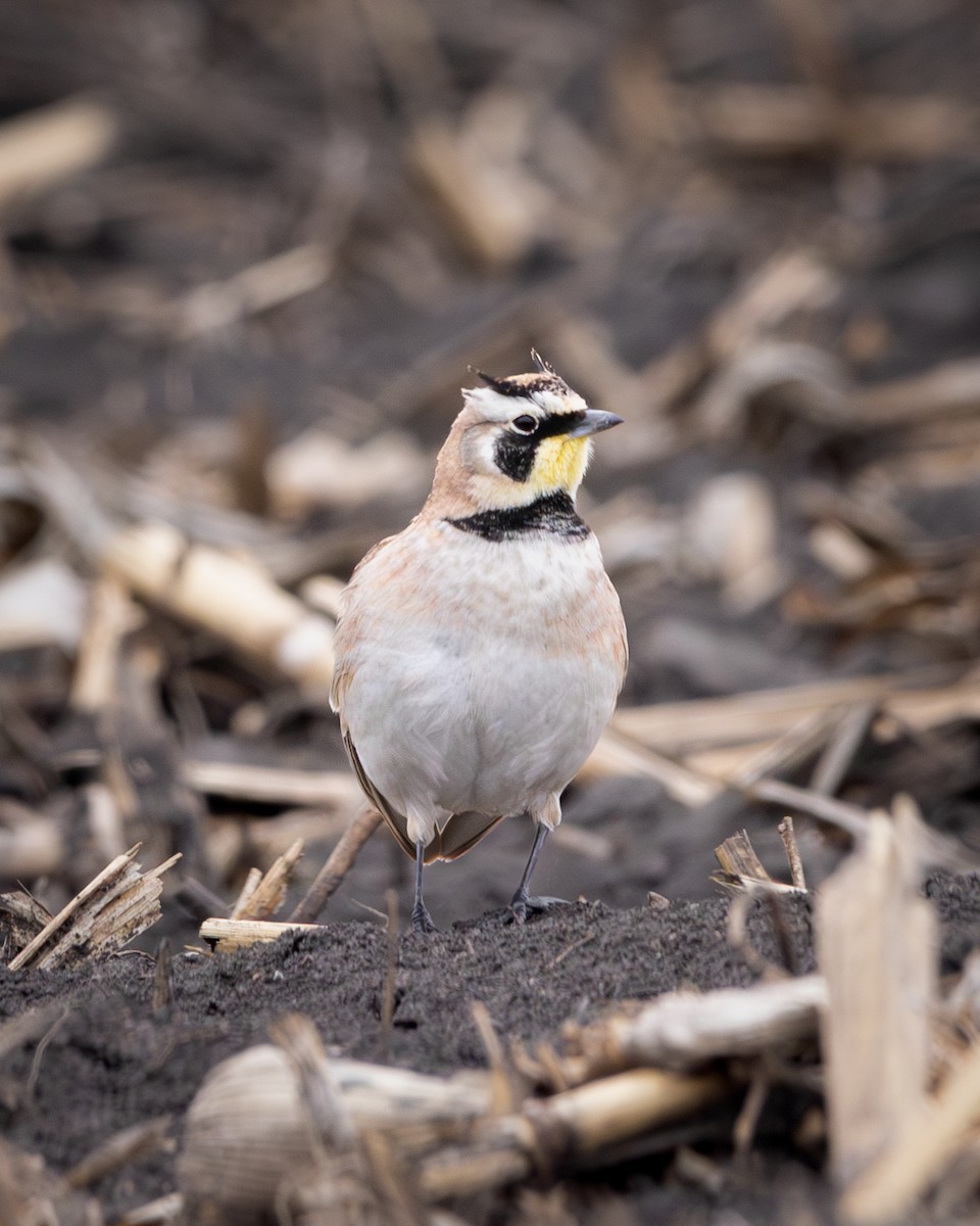 Horned Lark - ML623543279